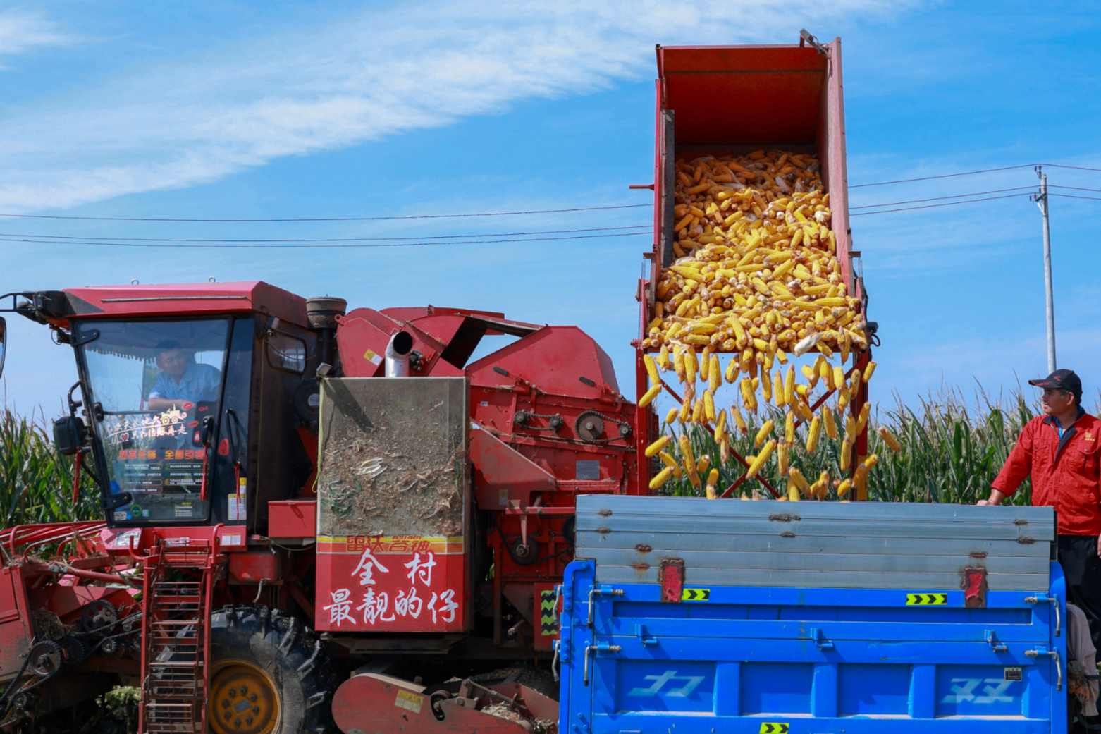 In pics: Farmers busy in corn harvest in Chiping District, Liaocheng City